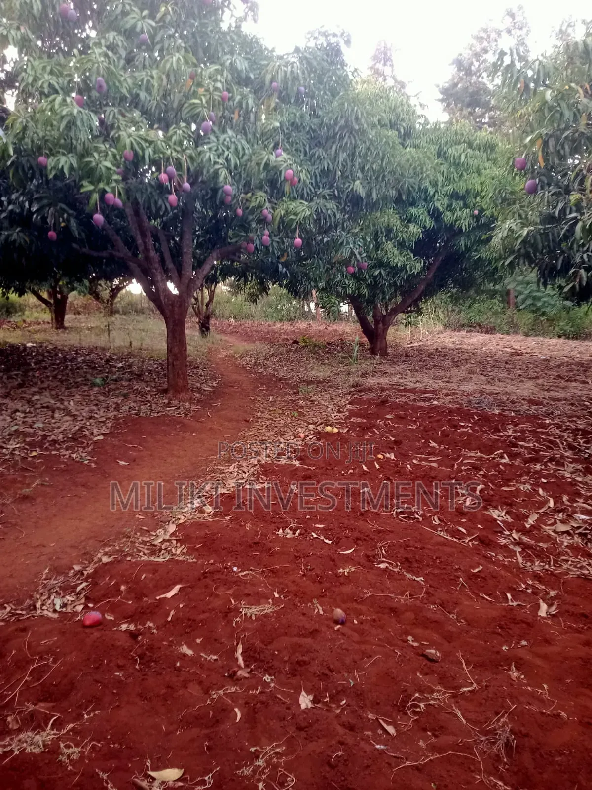 4 Acres of Land on Sale at Makuyu-Murang'A
