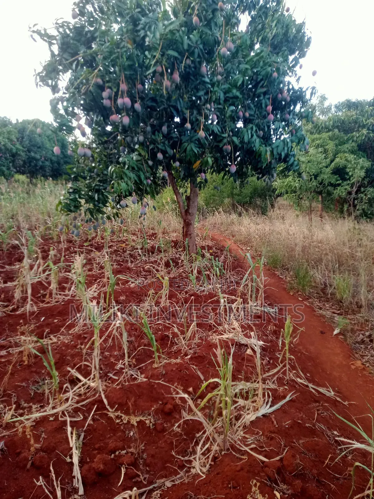 4 Acres of Land on Sale at Makuyu-Murang'A