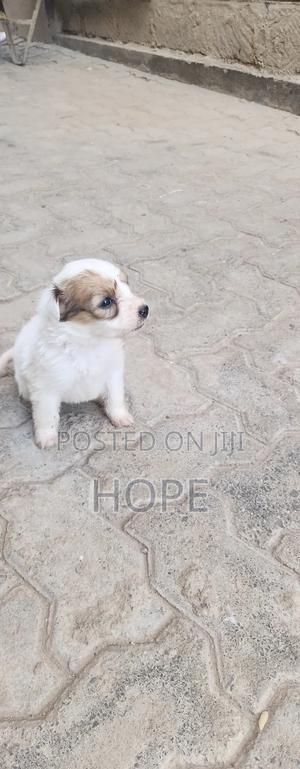 1-3 months Female Purebred Havanese