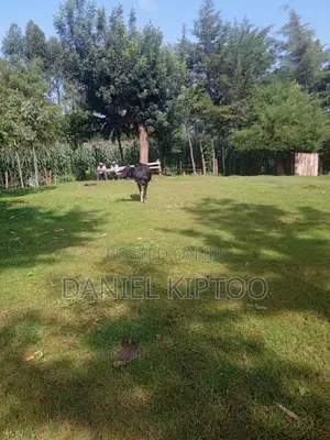 3.5 Acre Residential Land for Sale in Soy