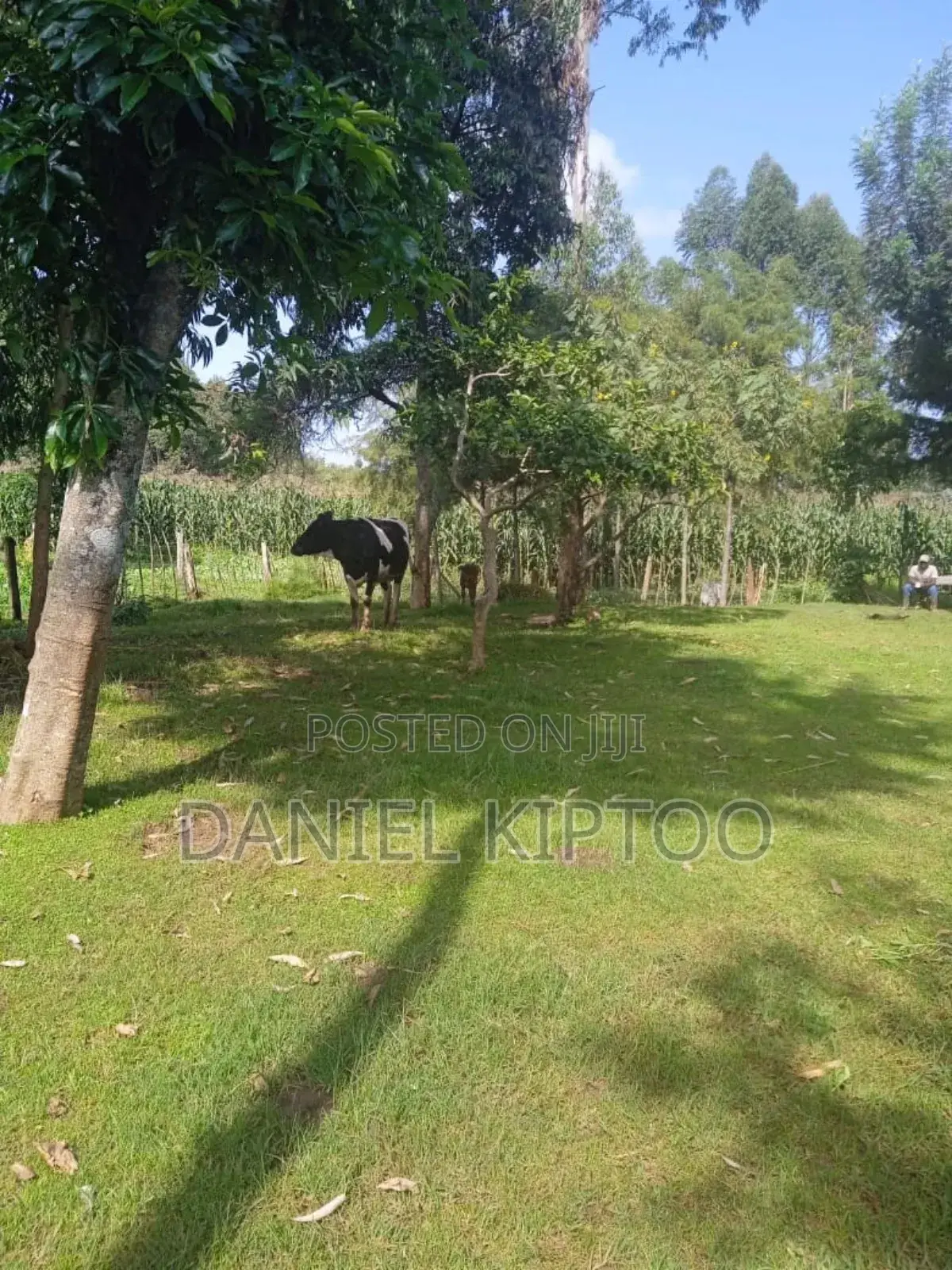 3.5 Acre Residential Land for Sale in Soy