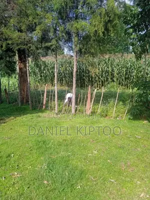 3.5 Acre Residential Land for Sale in Soy