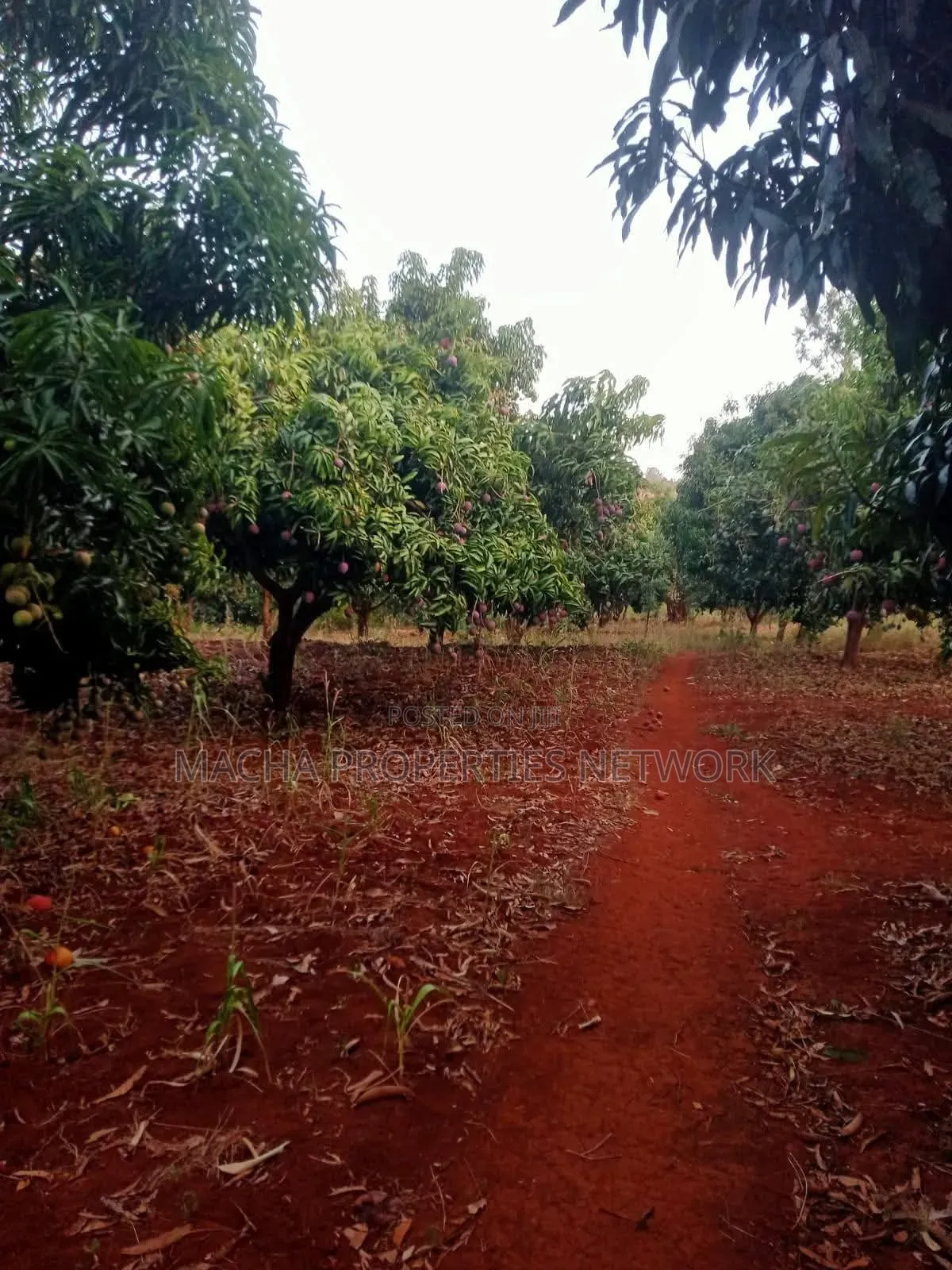4 Acres Murang'a Makuyu for Sale