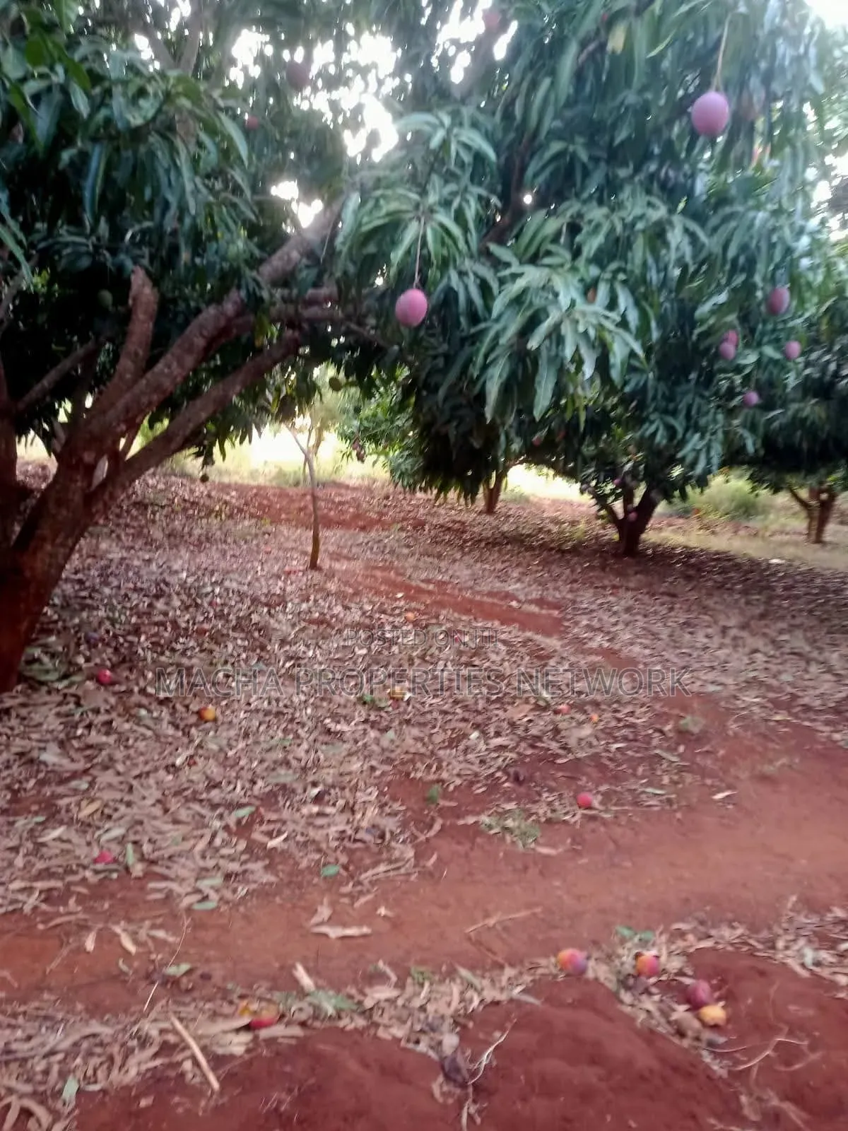 4 Acres Murang'a Makuyu for Sale