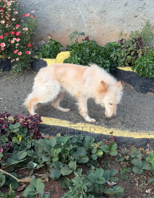 6-12 months Male Mixed Breed German Shepherd - thumbnail 3