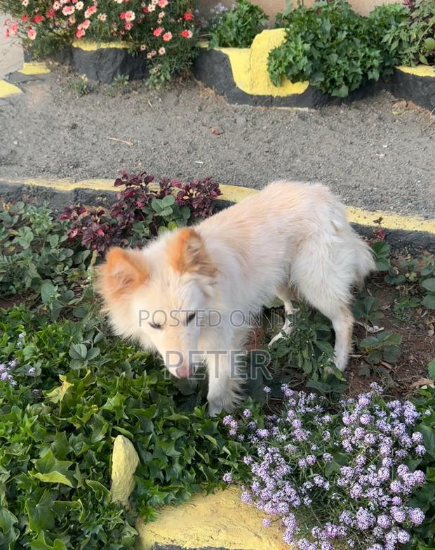 6-12 months Male Mixed Breed German Shepherd - thumbnail 4