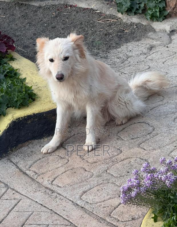 6-12 months Male Mixed Breed German Shepherd - main view