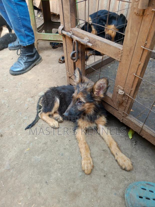 1-3 months Female Purebred German Shepherd - main view