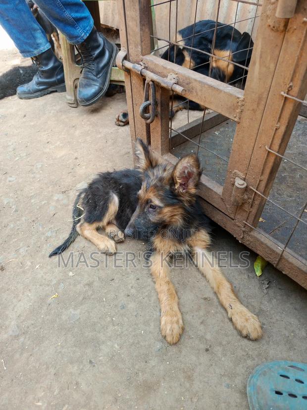 1-3 months Female Purebred German Shepherd - thumbnail 3