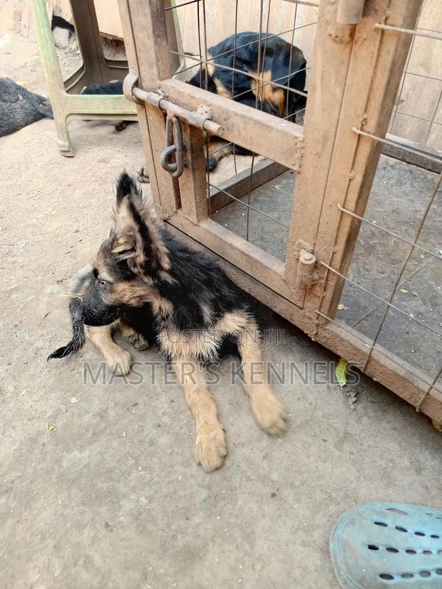 1-3 months Female Purebred German Shepherd - thumbnail 4