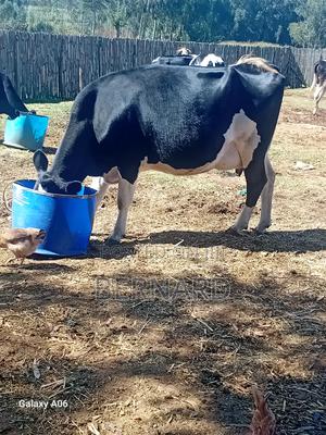 Freshian Cow - main view