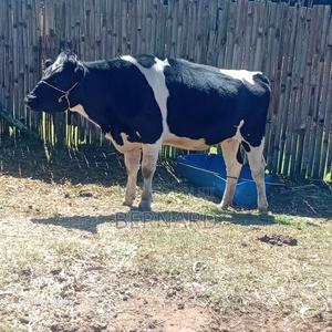 Freshian Cow - main view