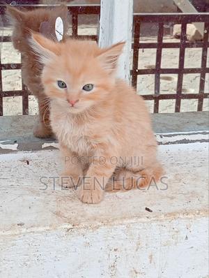 1-3 months Female Purebred Persian - main view