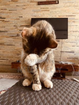 6-12 months Female Purebred British Shorthair
