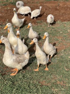 Pekin Ducks - main view