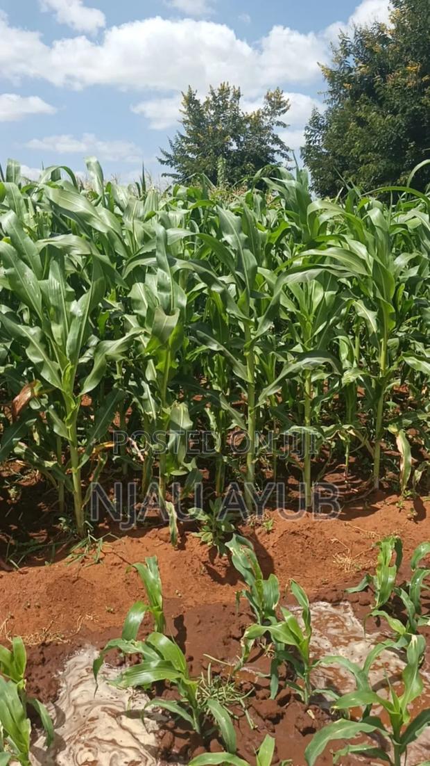 Kithyoko Plots for Sale (50*100) and Acres
