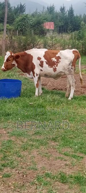 Arsher Cow - main view