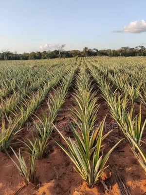 Own a Parcel of Land in Marafa, Kilifi County .