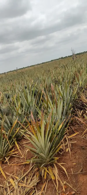 Own a Parcel of Land in Marafa, Kilifi County .