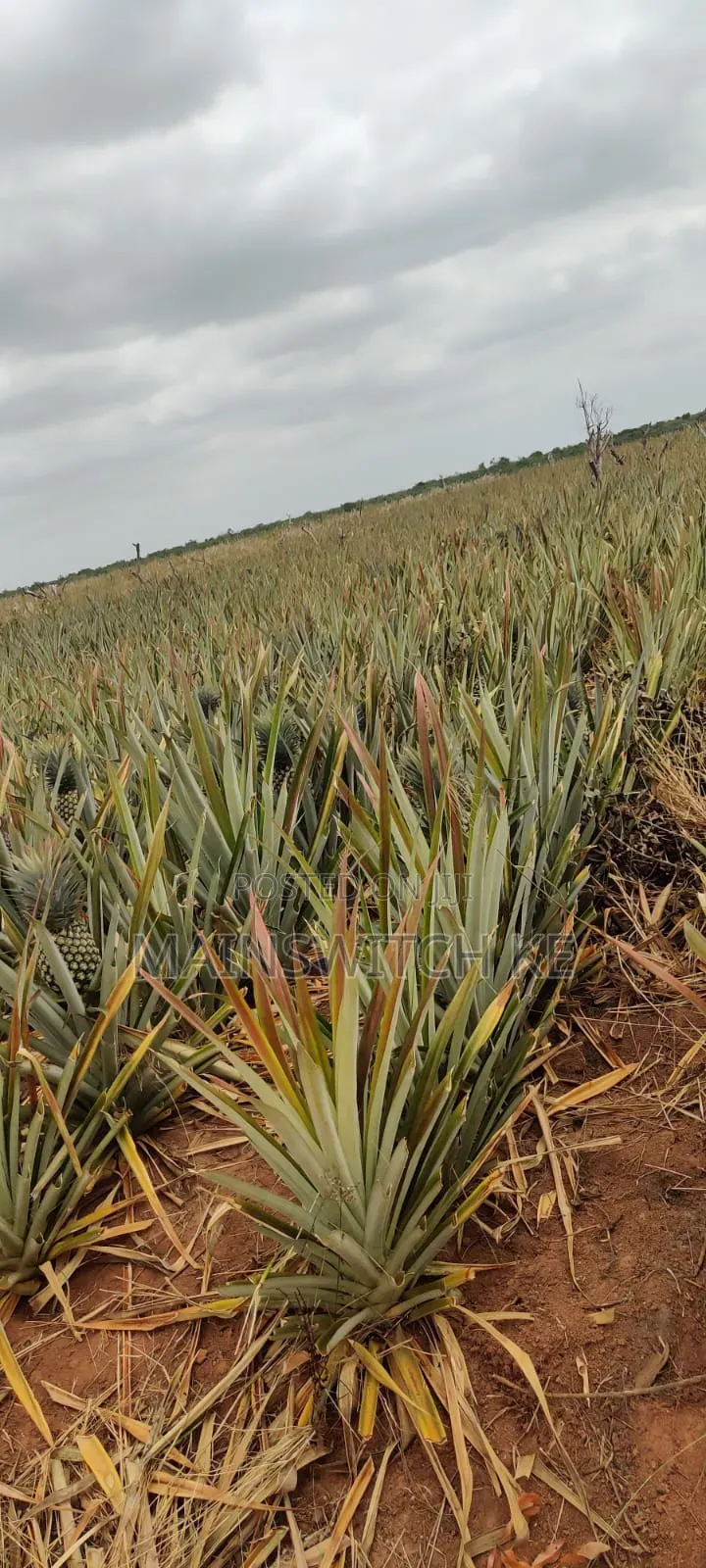 Own a Parcel of Land in Marafa, Kilifi County .