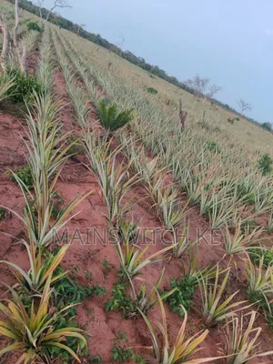Own a Parcel of Land in Marafa, Kilifi County .