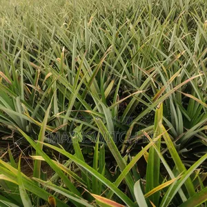 Own a Parcel of Land in Marafa, Kilifi County .