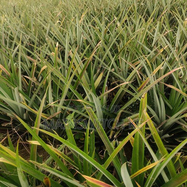 Own a Parcel of Land in Marafa, Kilifi County . - thumbnail 4