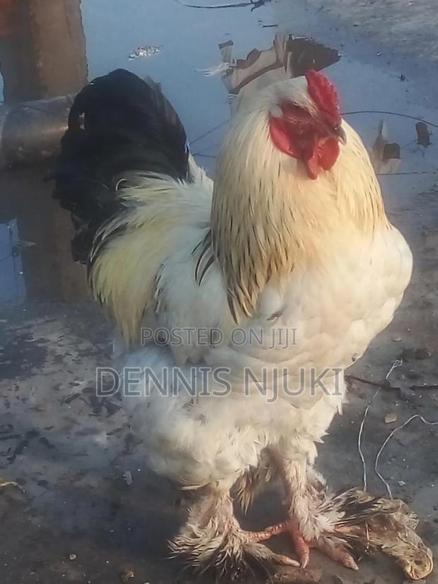 Brahma Cock - main view