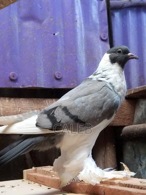 Upcoming Fantails - main view