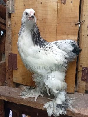 Brahama Chickens and Silky Chickens All Available - main view