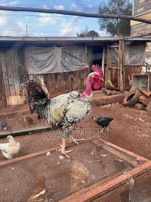 Rooster (Jogoo)