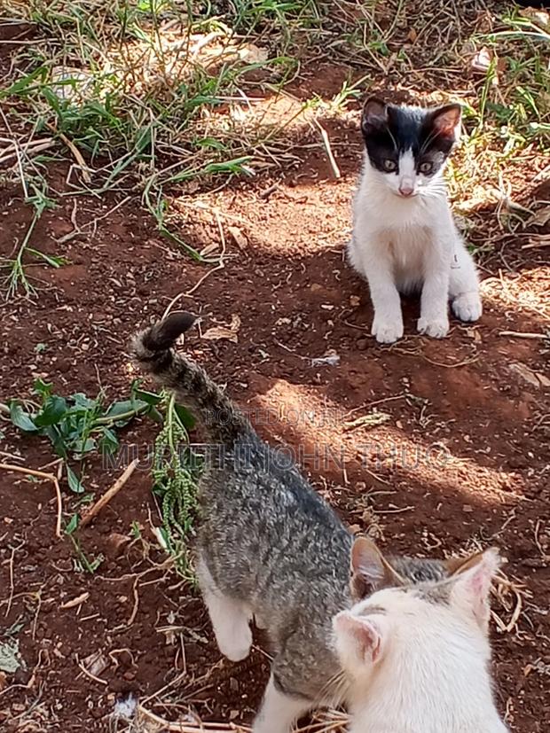 1-3 months Female Mixed Breed Mongrel (No Breed) - main view