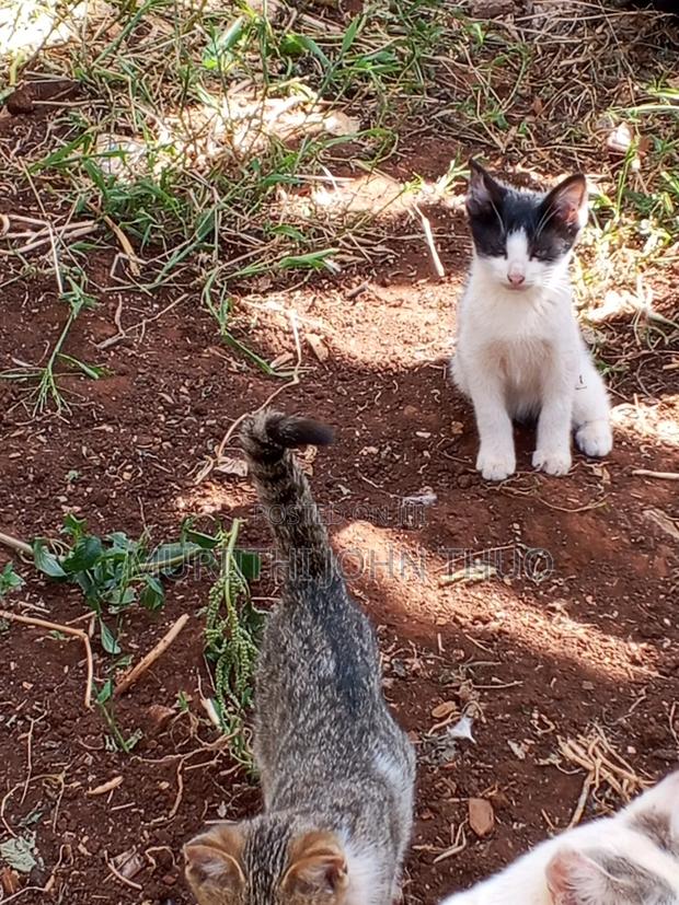 1-3 months Female Mixed Breed Mongrel (No Breed) - thumbnail 3