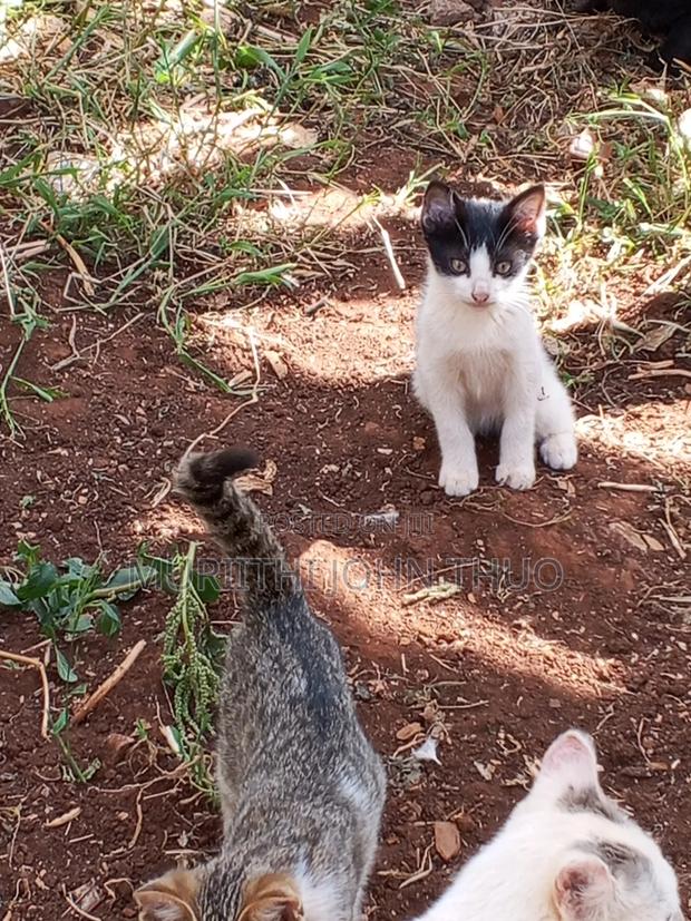 1-3 months Female Mixed Breed Mongrel (No Breed) - thumbnail 4