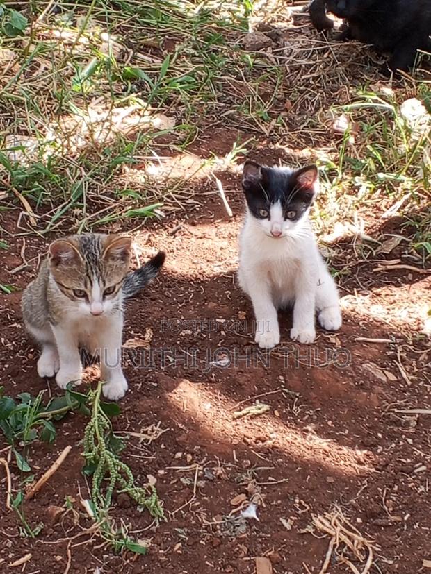 1-3 months Female Mixed Breed Mongrel (No Breed) - thumbnail 5