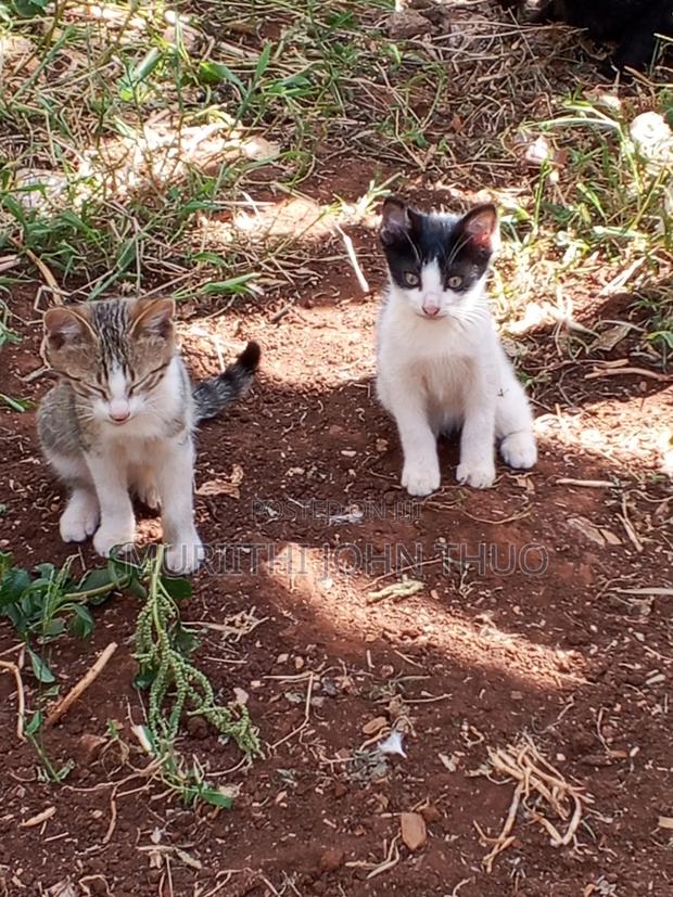 1-3 months Female Mixed Breed Mongrel (No Breed) - thumbnail 6