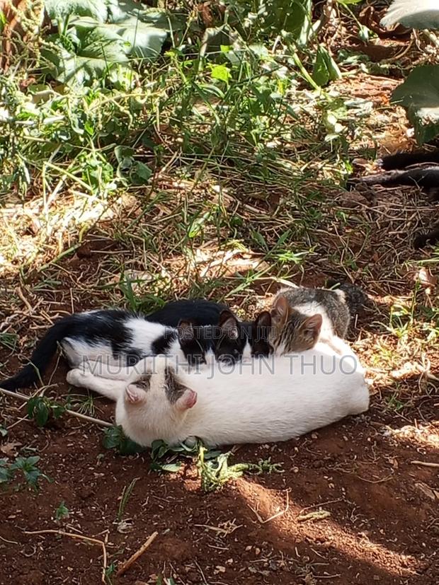 1-3 months Female Mixed Breed Mongrel (No Breed) - thumbnail 7