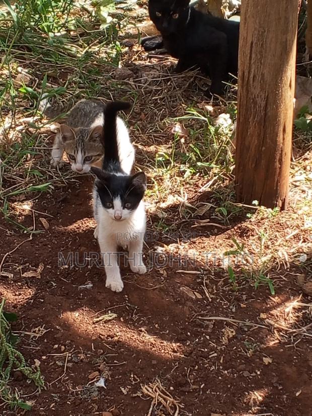 1-3 months Female Mixed Breed Mongrel (No Breed) - thumbnail 8