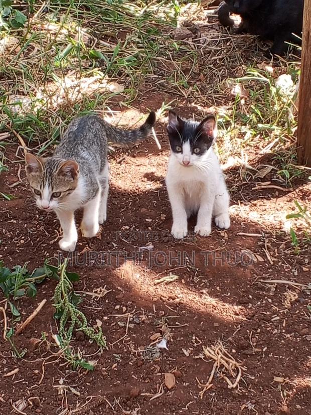 1-3 months Female Mixed Breed Mongrel (No Breed) - thumbnail 9