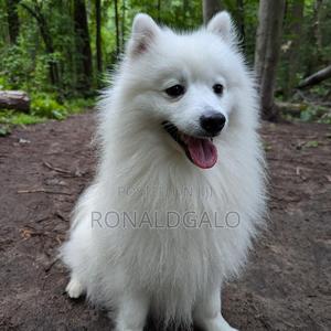 6-12 months Male Purebred Japanese Spitz