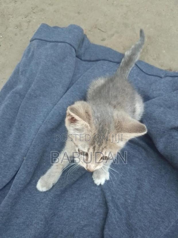 1-3 months Female Purebred Domestic shorthair