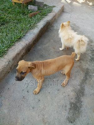 3-6 months Male Purebred Boerboel