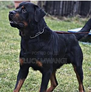 1+ year Female Purebred Rottweiler