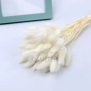 Dried Natural Bunny Tail Grass - Pl