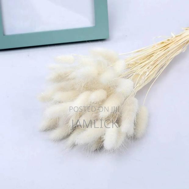 Dried Natural Bunny Tail Grass - Pl