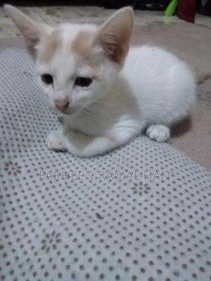 1-3 months Male Purebred Household cat