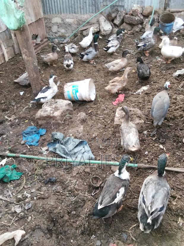 Mature Exotic Ducks for Sale
