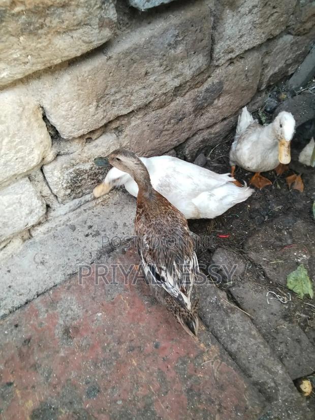 Mature Exotic Ducks for Sale - thumbnail 2