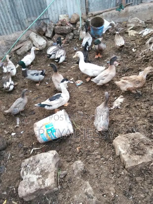 Mature Exotic Ducks for Sale - thumbnail 3