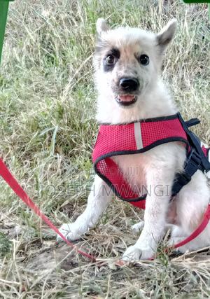 1-3 months Male Purebred Japanese Spitz - main view
